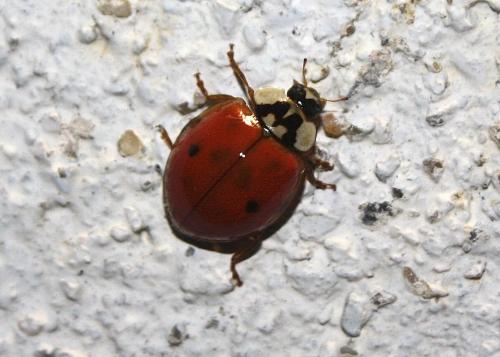 Harmonia axyridis